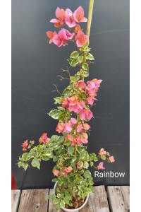 Rainbow variegata